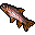 rainbow trout